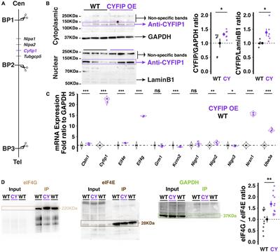 Overexpression of the autism candidate gene Cyfip1 pathologically enhances olivo-cerebellar signaling in mice